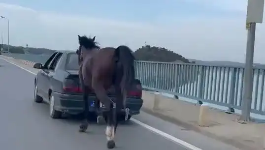 Adana'da Ata Eziyet Eden Kişiye Şok Tutuklama!