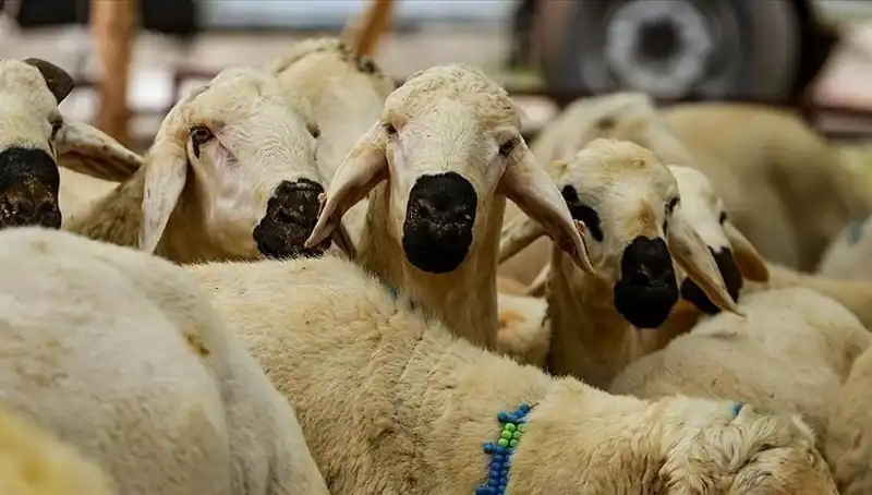 Kurban Bayramı Ne Zaman? 2023 Bayram Tatili Süresi Netleşiyor