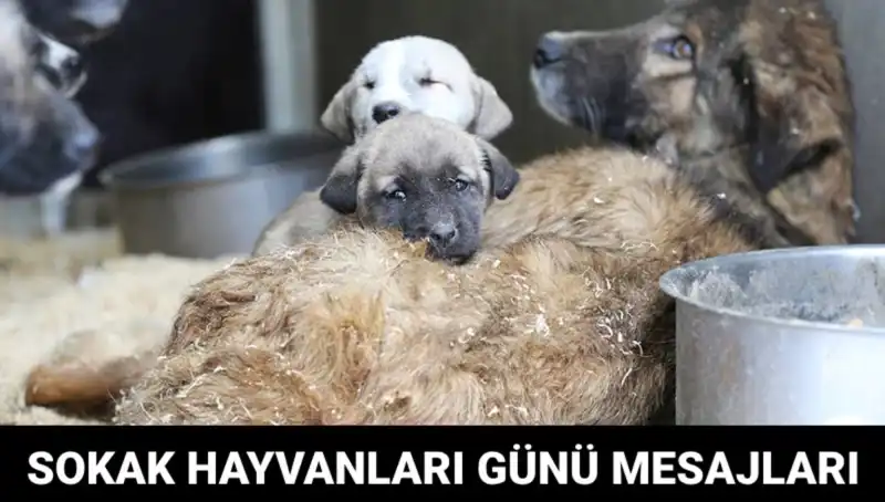Dünya Sokak Hayvanları Günü: Unutulmayan Dostlarımıza Dikkat!