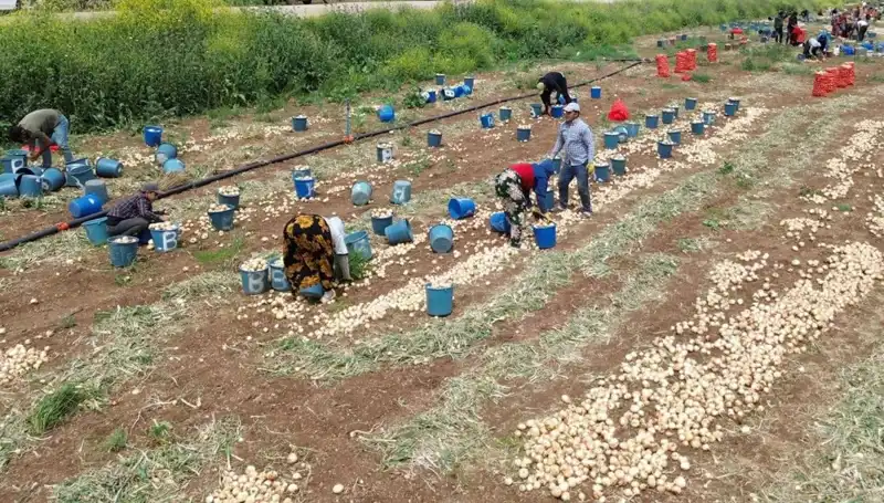 Soğan Hasadı Başladı: Fiyatlar Düşerken Tüketici Neler Bekliyor?