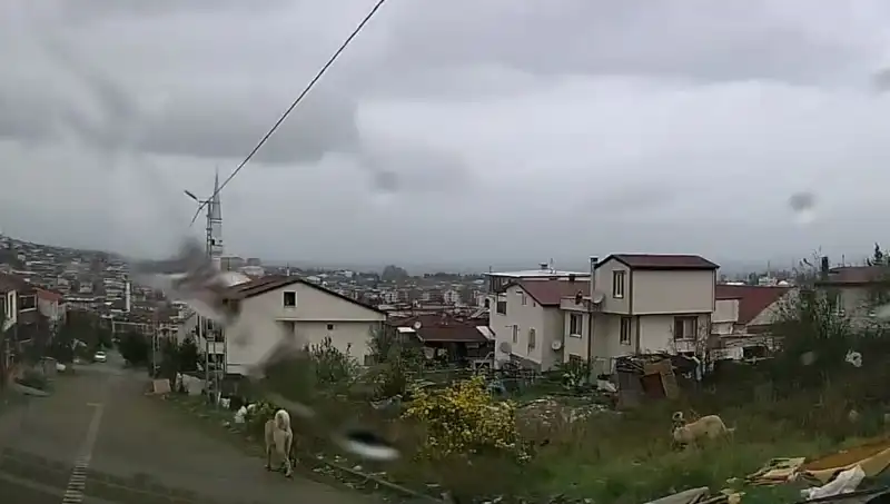 Sahipsiz Köpekler Çocukları Tehdit Ediyor: 5 Yaşındaki Çocuk Ağır Yaralandı