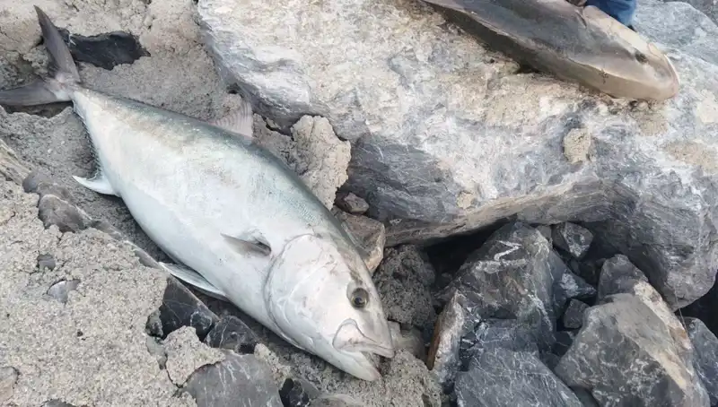 Oltayla Yakalanan 65 Kilo Balık, 18 Bin TL'ye Satıldı!