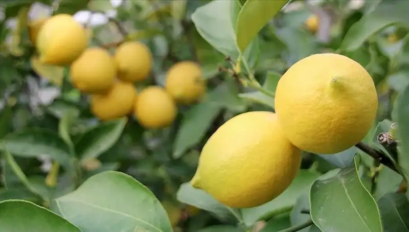 Limon Fiyatları Rekor Kırdı: Bir Adet 24 Lira Oldu!