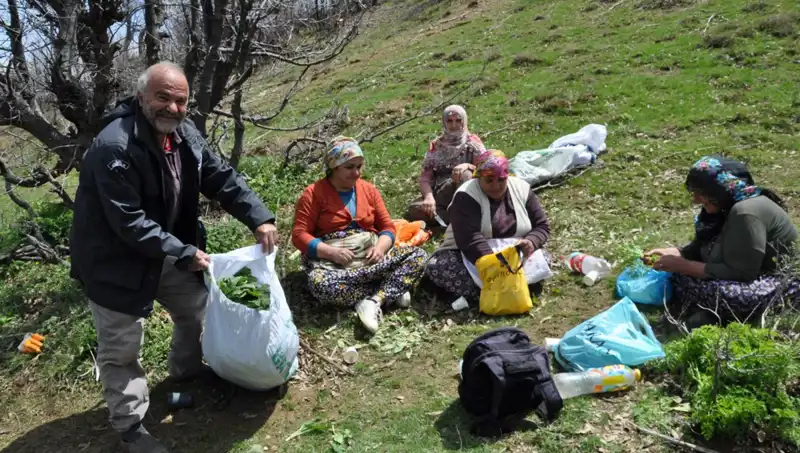 Yürüyerek Toplanan Yüksek Değerli Bitki: Ailelerin Geçim Kaynağı