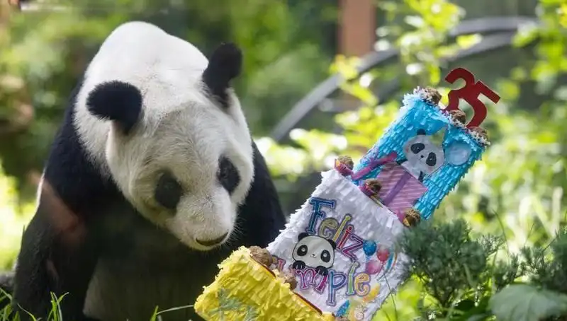 Dev Panda Xin Xin, 35 Yılını Kutluyor: Bir Sevgi Simgesi