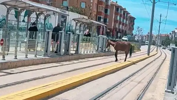 Eskişehir Tramvay Raylarında Başıboş At Görüntüsü Sosyal Medyada Gündem Oldu