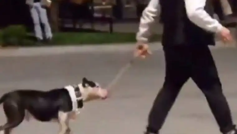 Ağızlıksız Pitbull'un Saldırgan Davranışı, Sahibine Cezayı Getirdi