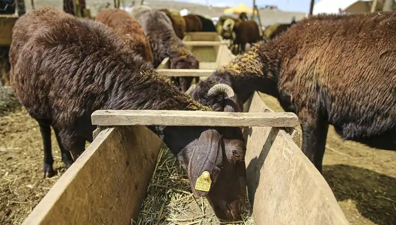 Şap Hastalığı Alarmı: Hayvan Pazarı Kapatıldı, Tedbirler Artırıldı!