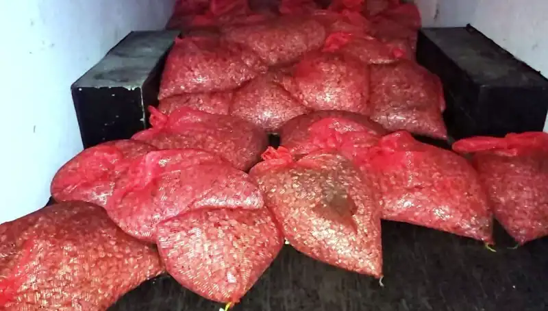 Samsun'da 1,5 Ton Kaçak Midye Operasyonu: Sağlık ve Ekonomi Tehlikede!