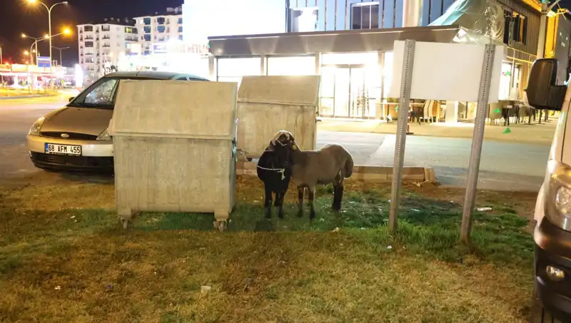 Mor Karaman Koyunları Yola Düşerek Kaderine Terk Edildi: Neler Oluyor?