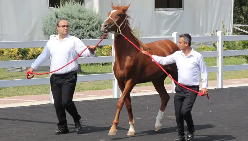 Türkiye'de Taşkın Kral: Rekor Bir Yıl ve Doğa ile Mücadele