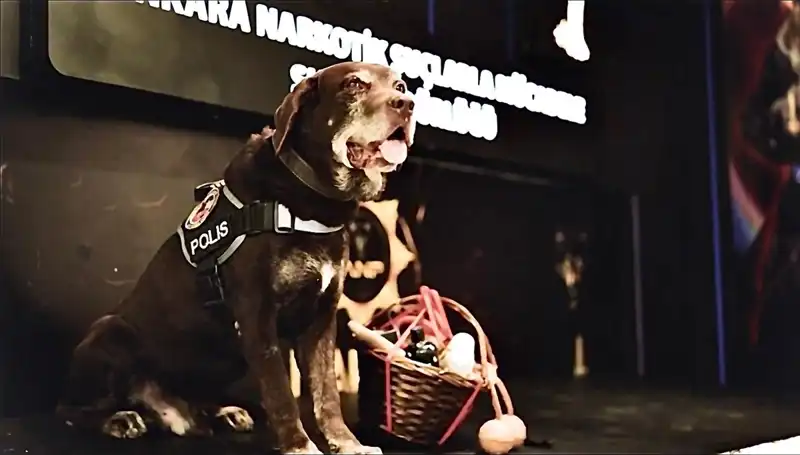 Ankara Emniyeti'nin Efsane Narkotik Köpeği Toma Emekli Oldu