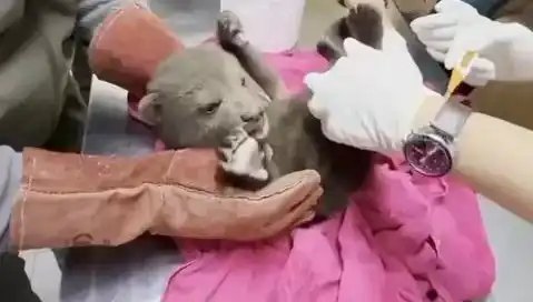 Karabük'te Beklenmedik Misafir: Yavru Bozayının Hikayesi
