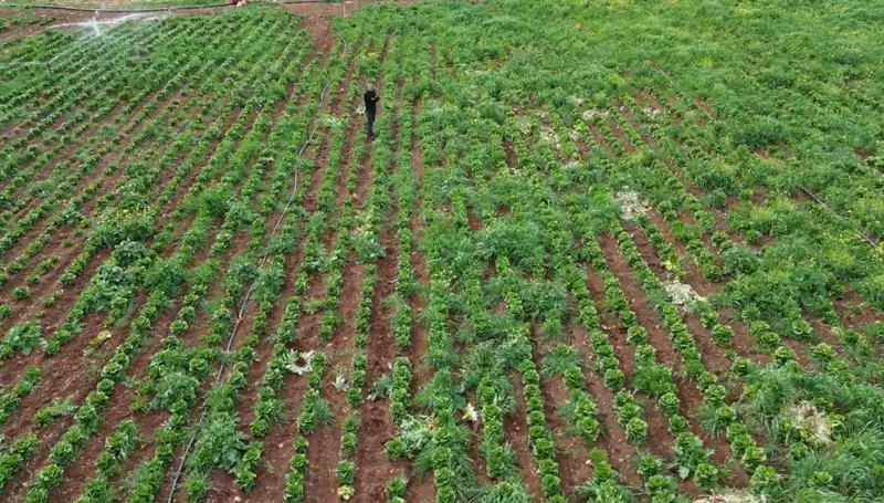 Kuraklık Marul Hasadını Tehdit Ediyor: Çiftçilerin Yüzde Elli Kaybı!