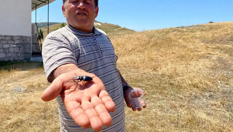 Sivas’ta Görülen Tehlikeli Böceğin Cezası: 557 Bin TL!