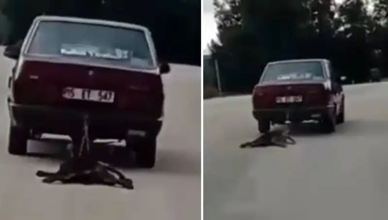 Otomobilin Arkasında Köpeği Sürükleyen Sürücüye Gelen Tepkiler Büyüyor