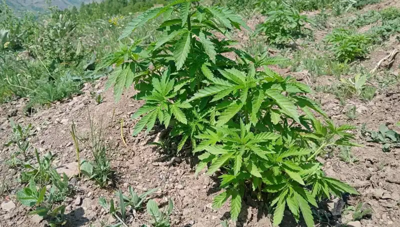 Bingöl'de Kenevir ve Kaçak Tütün Operasyonu: Büyük Başarı