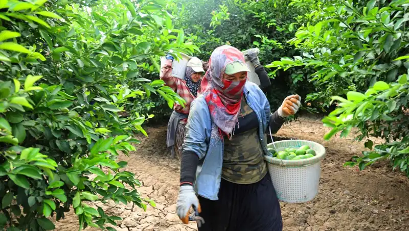Marketlerde Kilo Fiyatı 150 Lirayı Aşarken: Yeni Hasat Umut Veriyor