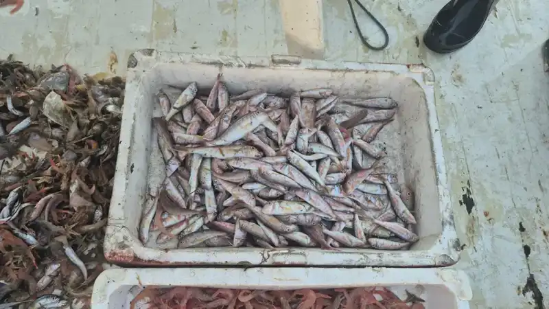 Taze Deniz Ürünleri ile Dolu Kasalar Limana Geldi!