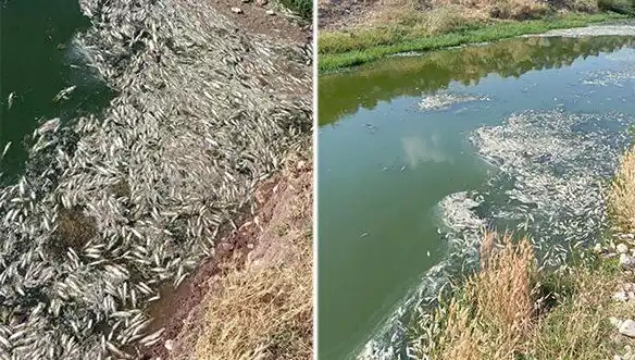 Karasu Çayı'nda Gizemli Balık Ölümleri: Son Gelişmeler ve İncelemeler