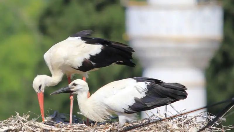 Leylek Köyü, Yaren Leyleği Kıskandıracak 8 Kat Fazla Yuva İle Göz Kamaştırıyor!