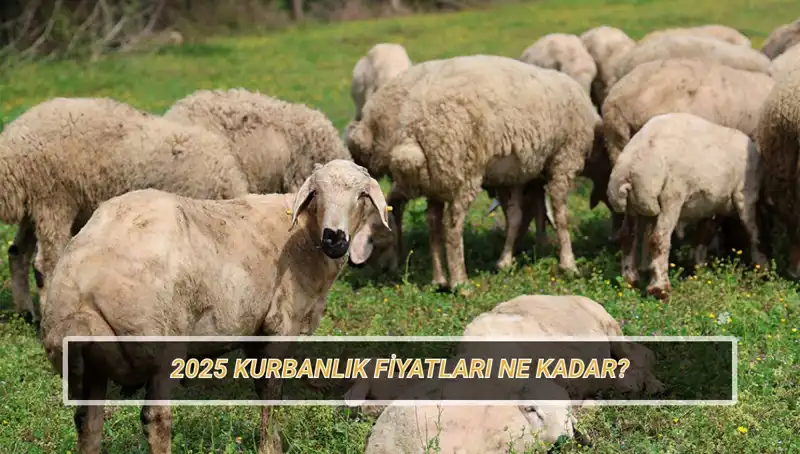 2025 Kurbanlık Fiyatları: Büyükbaş ve Küçükbaş Kurban Pazarında Beklentiler