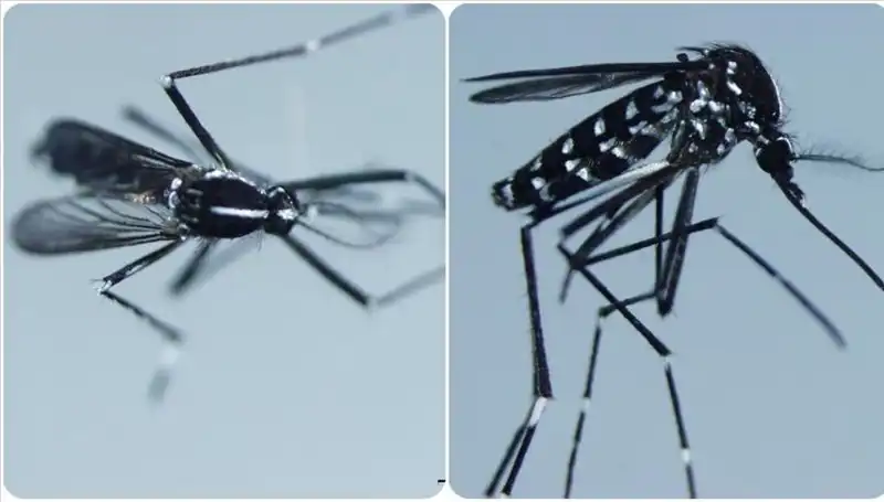 Chikungunya Virüsü: Belirtileri ve Görüldüğü Ülkeler Üzerine Kapsamlı İnceleme