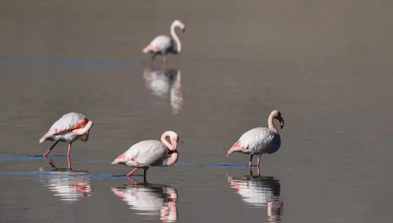 Kuraklık Kuş Cennetinde: Flamingoların Sıkıntılı Dönemi