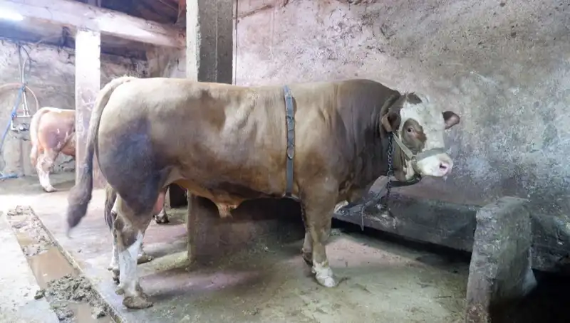 1 Ton 200 Kilo Ağırlığında Eşya Satışı! Fiyatıyla Şaşırtıyor