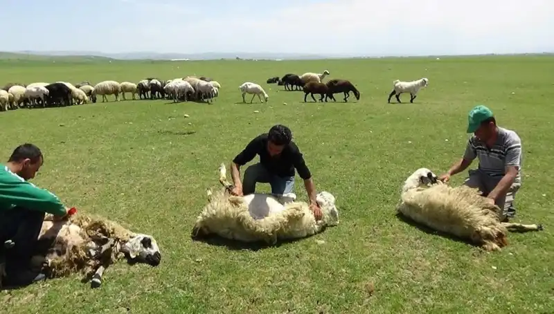 3.370 Rakımda Koyun Kırkma Coşkusu: Dağların Tepe Noktasındaki Gelenekler