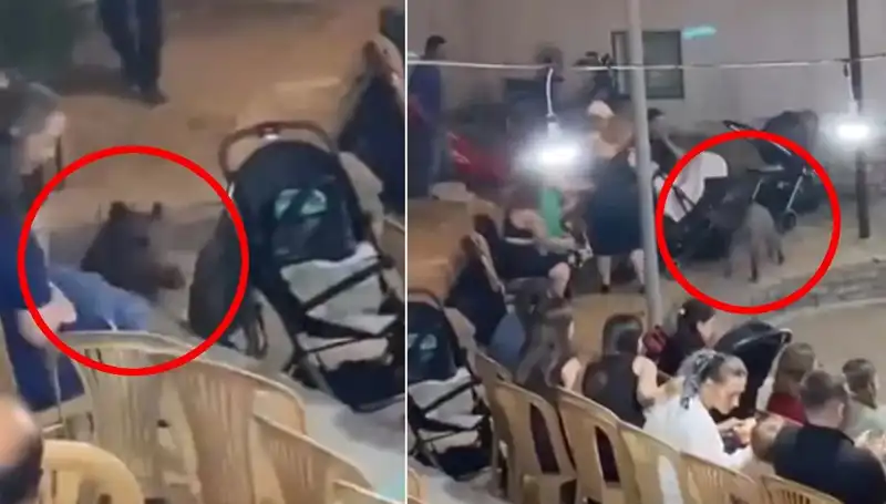 Düğün Törenine Yaban Domuzu Nasıl Daldı? Şok Gelişmeler Burada!