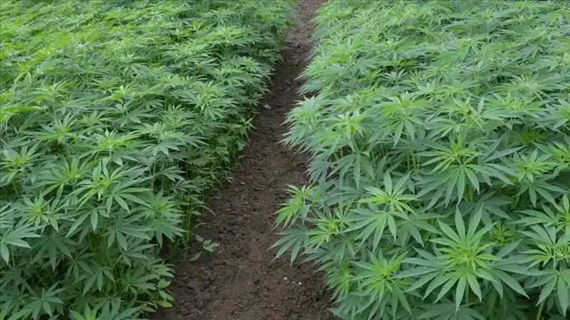 Kenevir Yetiştiriciliğinde Tarihi Adım: 21 İlde Üretim Onayı Verildi!