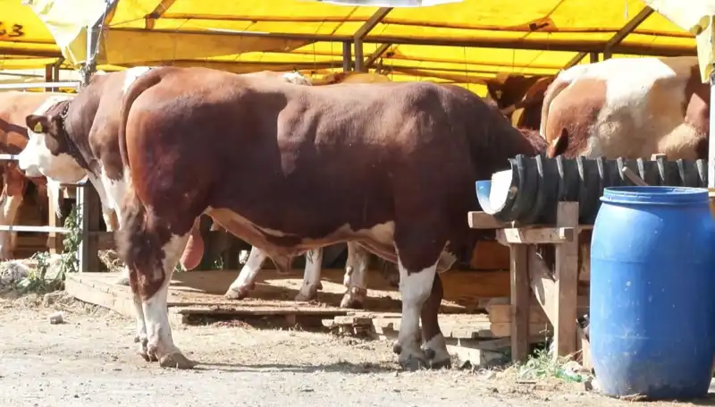 Kurban Pazarlarında Hareketlilik: Alışveriş Sezonunda Neler Oluyor?