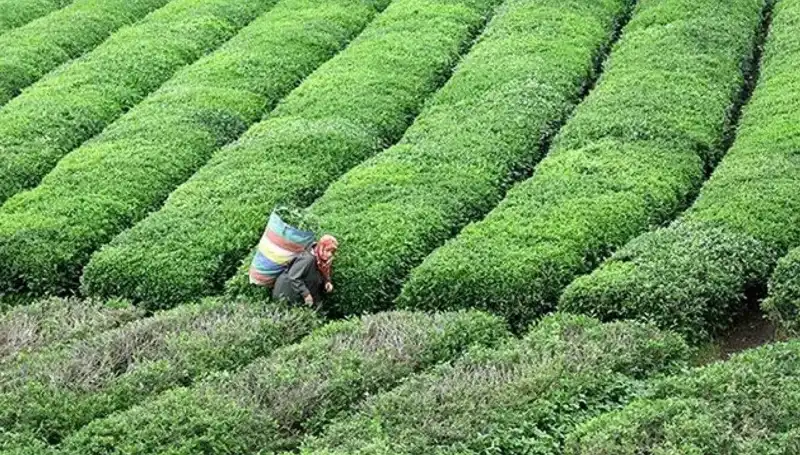 ÇAYKUR, Bayramda Yaş Çay Alımını Sürdürüyor!